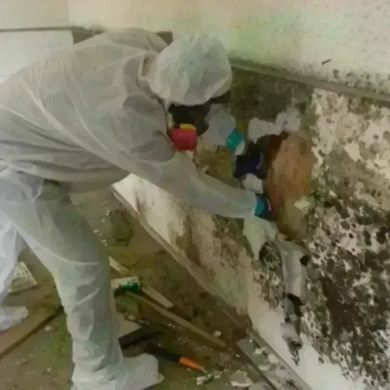 Mold Remediation and Removal in Clyde, TX